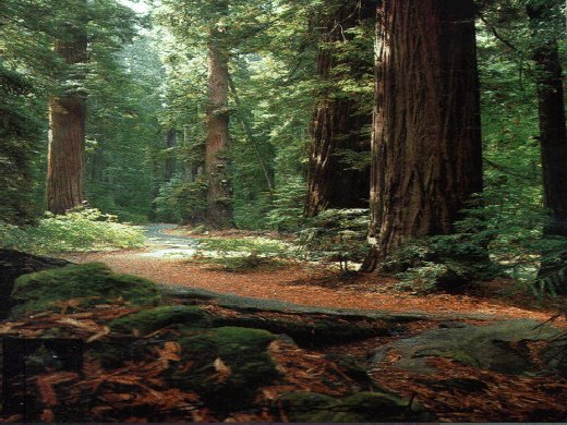 Redwoods